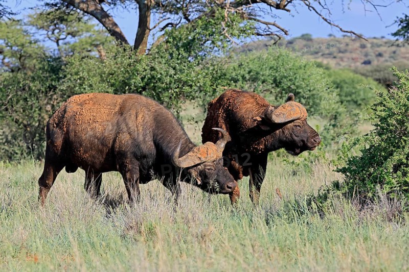 Cape buffalo (Syncerus caffer), adult, social behaviour, two buffalo, Mokala National Park, Northern Cape, South Africa