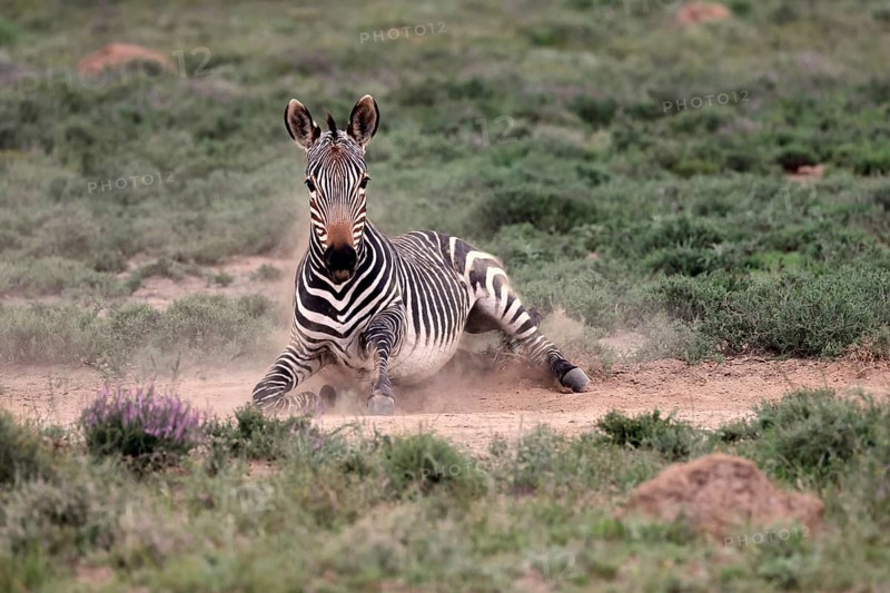 Cape Mountain Zebra (Equus zebra), adult, sand bath, Mountain Zebra National Park, Eastern Cape, South Africa