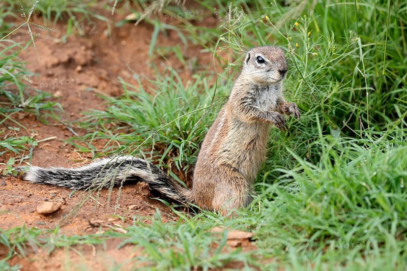 Cape bristle-necked squirrel (Xerus inauris), adult, alert, standing upright, foraging, Mountain Zebra National Park, Eastern Cape, South Africa