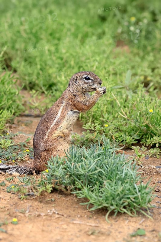 Cape bristle-thighed squirrel (Xerus inauris), adult, standing upright, feeding, Mountain Zebra National Park, Eastern Cape, South Africa