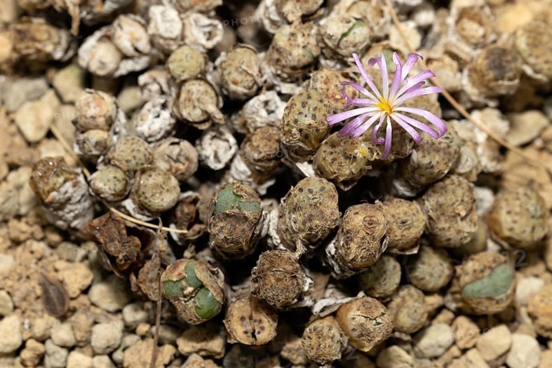 Conophytum, Living Stones, blooming, blossoms, Stellenbosch Botanic Garden, Western Cape, South Africa