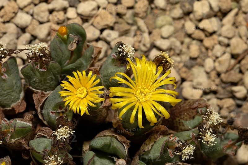 Conophytum, Living Stones, blooming, blossoms, Stellenbosch Botanic Garden, Western Cape, South Africa