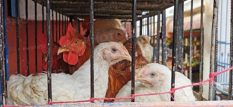 Various chickens (gallus gallus domesticus) crowded together in a cage on display at a market, Sidi Ifni, Morocco