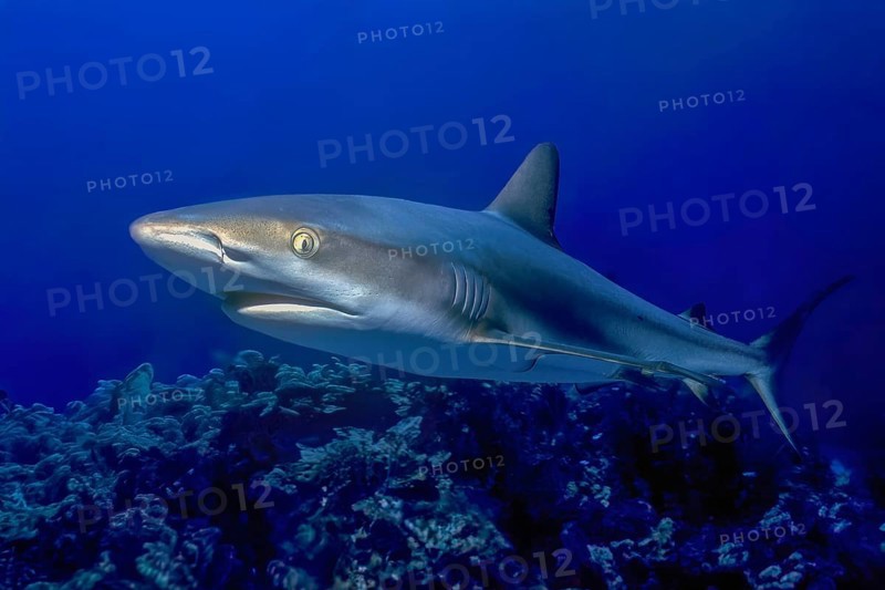 Underwater photo close-up of Caribbean Reef Shark (Carcharhinus perezi) swimming in front of viewer, Caribbean, Bahamas