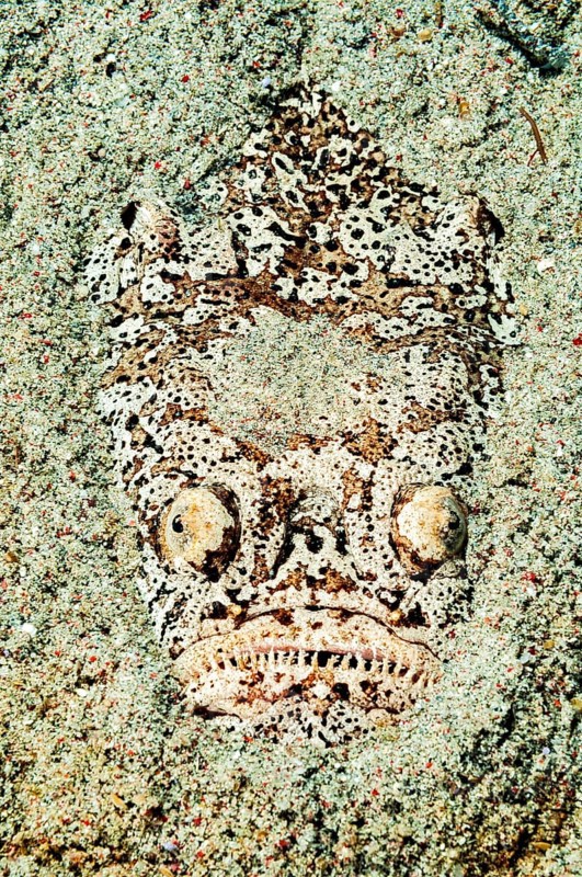 Underwater photo Marbled skygazer (Uranoscopus bicinctus) Lurking hunter with large eyes lurks well camouflaged with good camouflage Example of mimesis half buried in sand for prey Victim, Pacific Ocean, Philippine Sea, Philippines