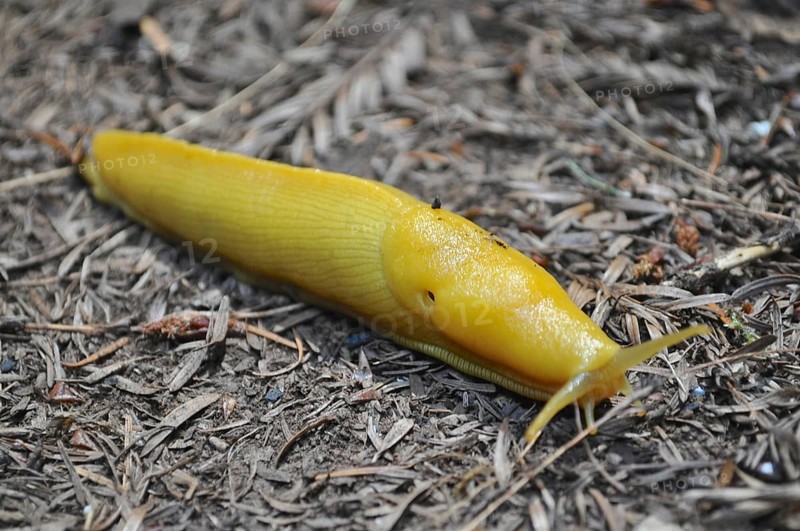 Banana slug (Ariolimax stramineus) crawling over the dry forest floor, detailed and bright yellow, Redwood National Park, California, USA