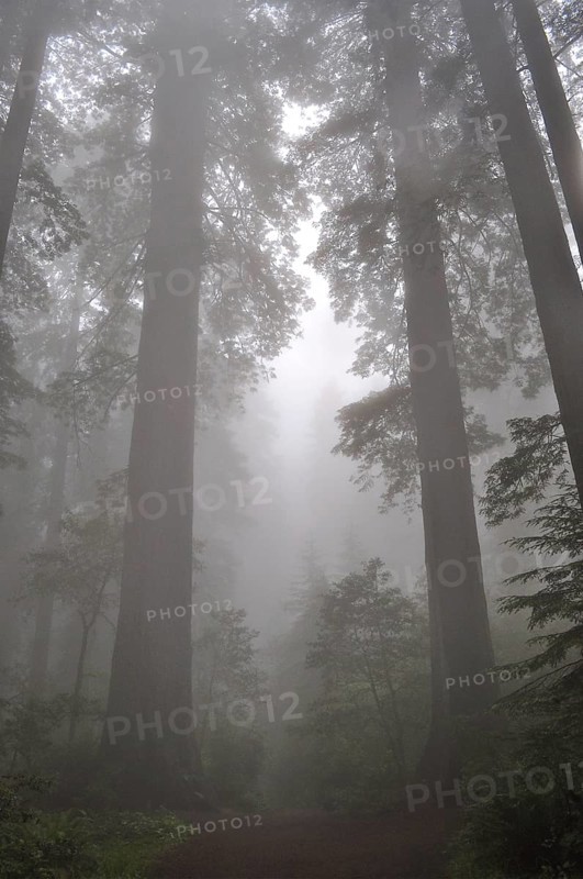 Majestic redwood trees, coast redwood (Sequoia sempervirens), towering in the mystical mist of the forest, Redwood National Park, California, USA