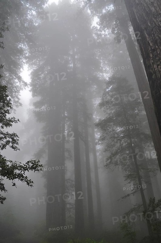 Tall redwood trees, coast redwood (Sequoia sempervirens), stand in a misty, mystical forest, Redwood National Park, California, USA