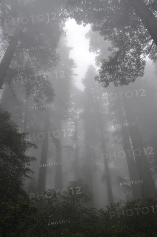 A dense forest of majestic trees, coast redwood (Sequoia sempervirens), surrounded by heavy fog and a quiet atmosphere, Redwood National Park, California, USA