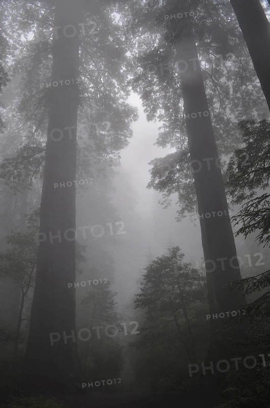 Dense fog surrounds tall redwood trees, coast redwood (Sequoia sempervirens), in the dark, mysterious forest, Redwood National Park, California, USA