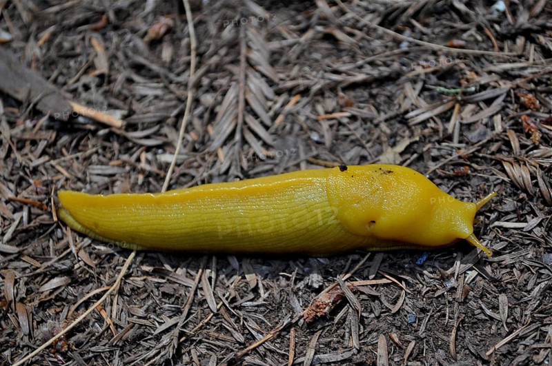 Banana slug (Ariolimax stramineus) on dry forest floor, bright yellow contrasts with the dark soil, Redwood National Park, California, USA