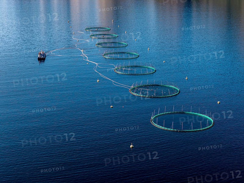 Aerial view of a salmon farm, aquaculture in the Mefjord on Senja island, Senja, Norway