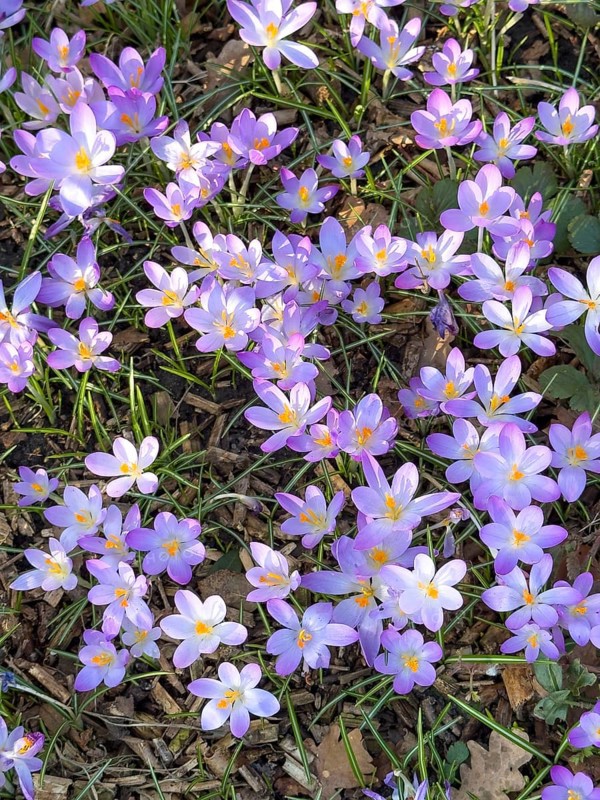 Spring-flowering native elfin crocus (Crocus tommasinianus) small-flowered, Germany