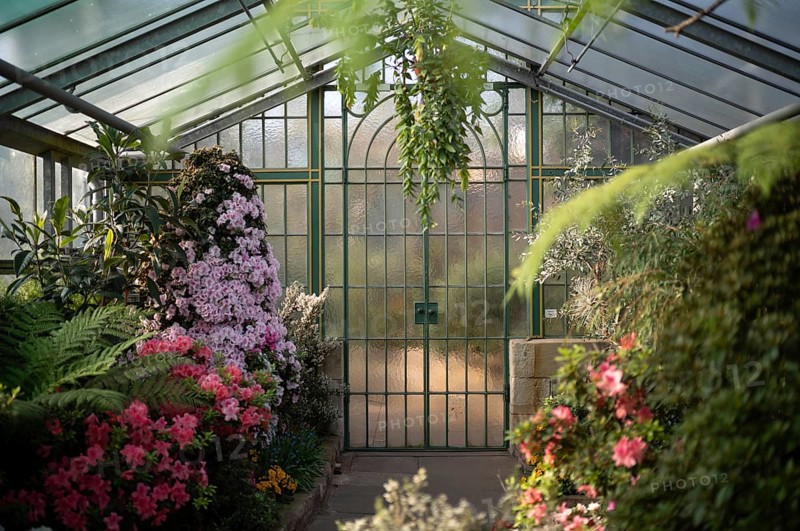 Interior view of azaleas (rhododendrons) in the greenhouse, Wilhelma, Zoological-Botanical Garden, Stuttgart, Baden-Württemberg, Germany