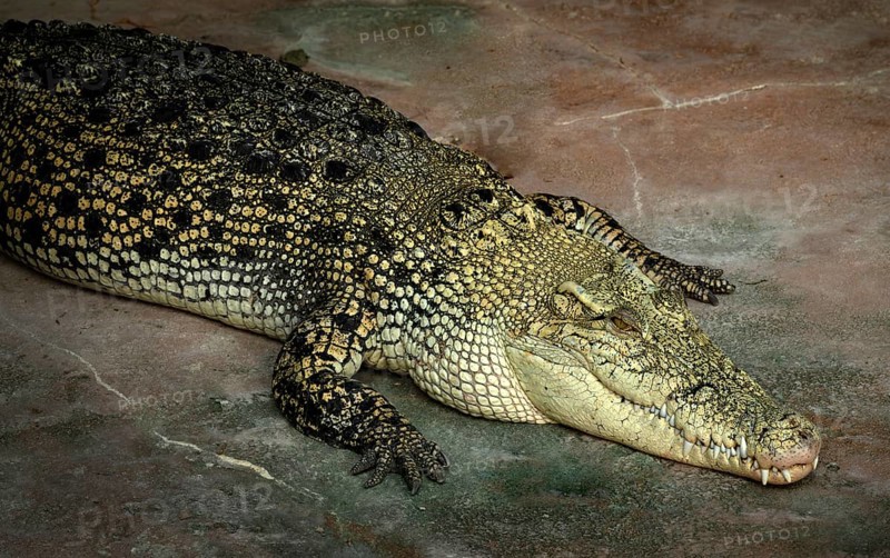 White crocodile, also known as saltwater crocodile (Crocodylus porosus), albino, animal portrait, captive, Germany