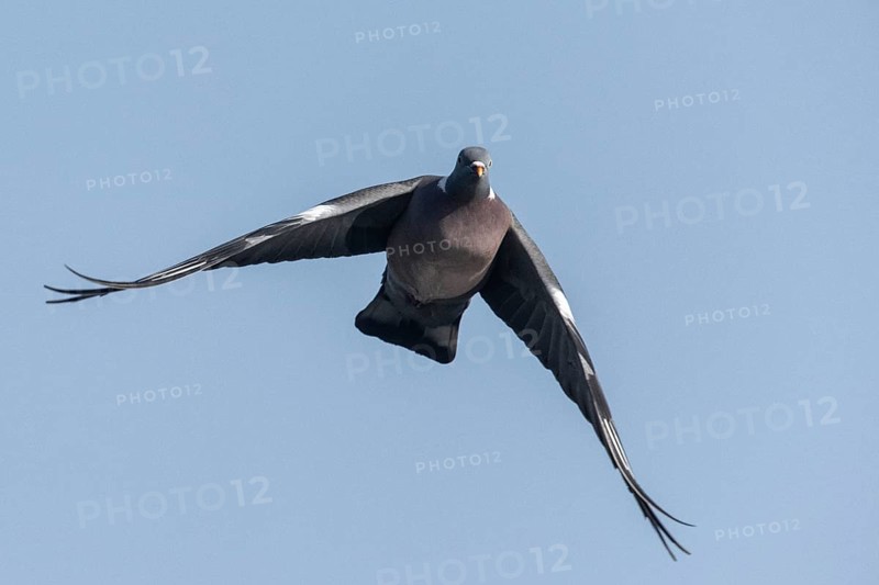 Woodpigeon (Columba palumbus), Emsland, Lower Saxony, Germany