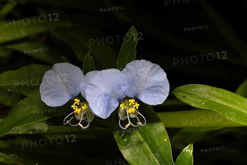 Commelina erecta, upright dayflower, slender dayflower, blossoms, blooming, Stellenbosch Botanic Garden, Western Cape, South Africa