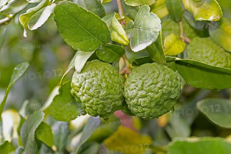 Citrus hystrix, kaffir lime, thai lime, makrut lime, citrus fruit, leaves, Stellenbosch Botanic Garden, Western Cape, South Africa