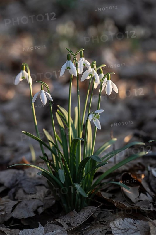 Snowdrop (Galanthus nivalis), Emsland, Lower Saxony, Germany