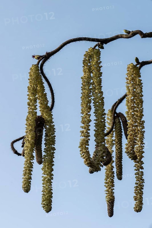 Hazelnut blossoms (Corylus avellana), Emsland, Lower Saxony, Germany