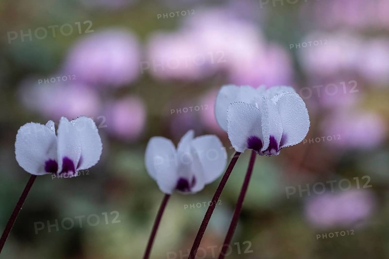 Early spring cyclamen (Cyclamen coum), Emsland, Lower Saxony, Germany