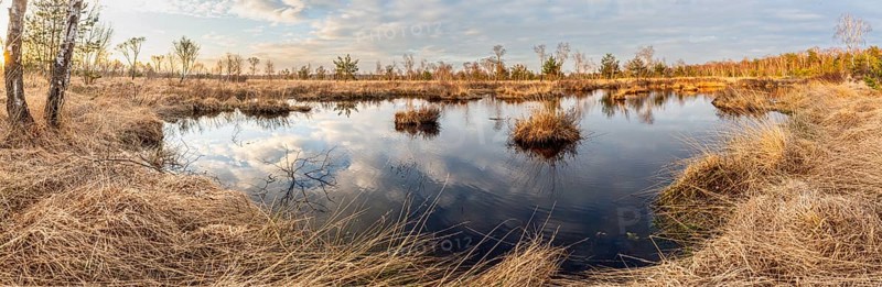 Marsh area with reflecting water and dry grasses under a cloudy sky, panorama, birch trees (Betula pendula) surround the area, Gildehauser Venn, Bad Bentheim, Lower Saxony, Germany