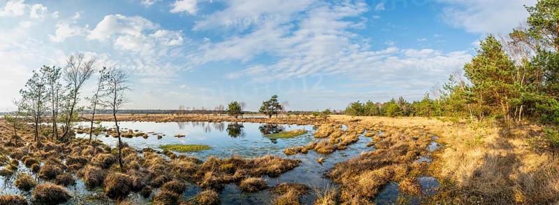 Panoramic view of a wide moor landscape with water areas and cloudy sky, birch trees (Betula pendula) surround the area, Gildehauser Venn, Bad Bentheim, Lower Saxony, Germany