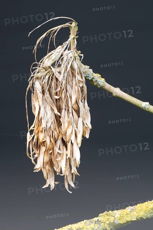 Fruits of an ash tree (Fraxinus excelsior), Dümmer nature park Park, Lower Saxony, Germany