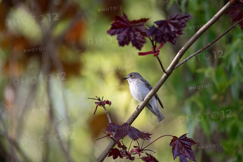 A pied flycatcher (Ficedula hypoleuca) on a branch with dark red leaves of a blood maple in a natural environment, Dümmer nature park Park, Lower Saxony, Germany