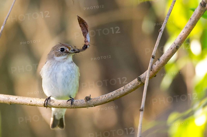 A pied flycatcher (Ficedula hypoleuca) with a leaf in its beak sitting on a branch with dark red leaves of a blood maple in a natural environment, Dümmer nature park Park, Lower Saxony, Germany