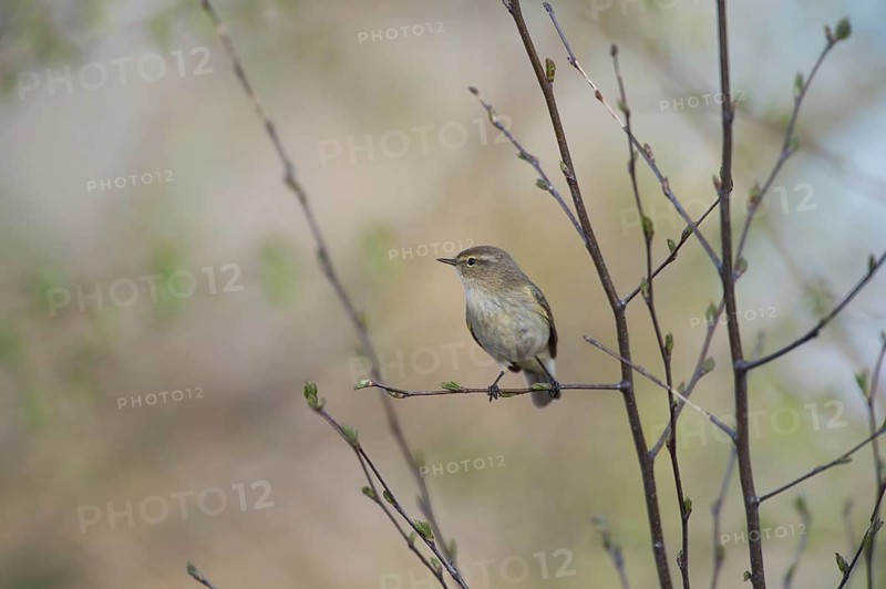 A small chiffchaff (Phylloscopus collybita) sits on a branch and observes the surroundings, Dümmer nature park Park, Lower Saxony, Germany