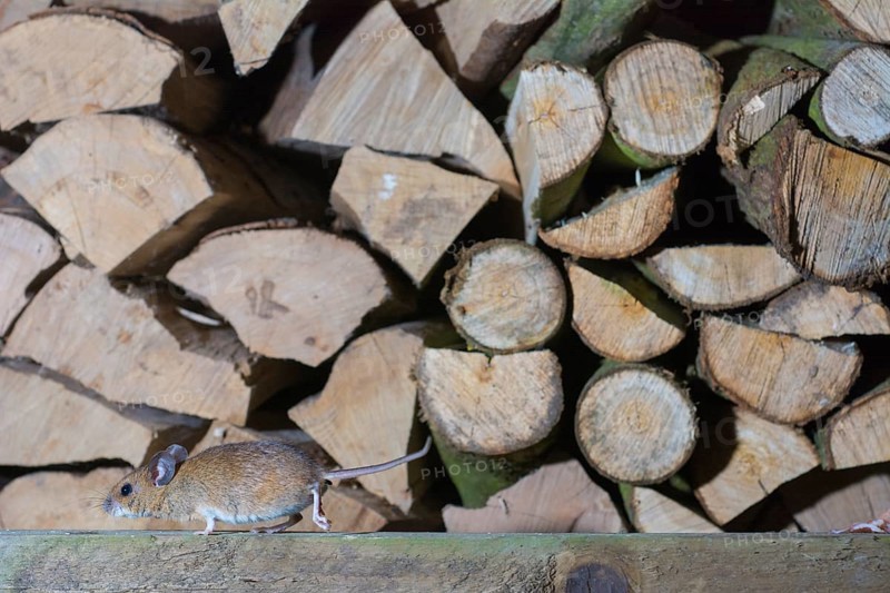 A yellow-necked mouse (Apodemus flavicollis) runs along in front of a pile of cut logs of firewood, Dümmer nature park Park, Lower Saxony, Germany