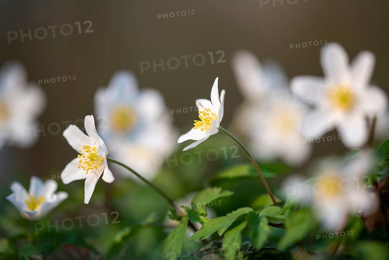 White wood anemone (Anemone nemorosa) with yellow stamens against a blurred background, conveying a calm, spring-like atmosphere, Bagno, Steinfurt, North Rhine-Westphalia, Germany