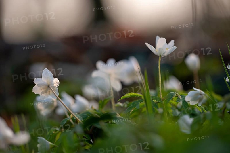 Delicate white anemones (Anemone nemorosa) with yellow stamens against a blurred background next to blades of grass in the light, conveying a calm, spring-like atmosphere, Bagno, Steinfurt, North Rhine-Westphalia, Germany