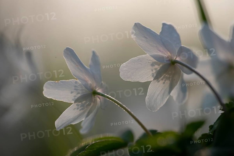 Rear view of delicate white anemones (Anemone nemorosa) with yellow stamens against a blurred background, conveying a calm, spring-like atmosphere, Bagno, Steinfurt, North Rhine-Westphalia, Germany