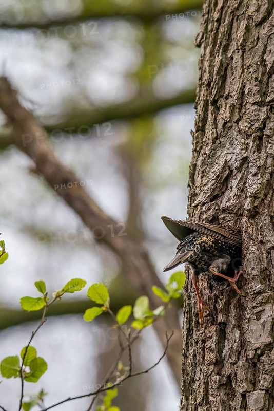 A starling (Sturnus vulgaris) hatching in its natural nesting cavity in a tree trunk of a black alder (Alnus glutinosa), surrounded by fresh greenery in spring, Dümmer nature park Park, Lower Saxony, Germany