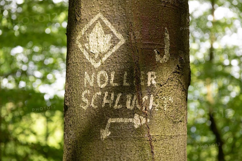 Close-up of a tree with hand-painted signs and writing Noller Schlucht in the forest on the Ahornweg hiking trail in the Teutoburg Forest, Terra Vita nature park Park, Dissen, Lower Saxony, Germany