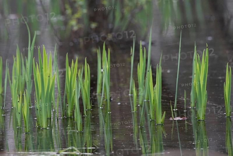 Green leaves of the water iris (Iris pseudocorus) are reflected in the calm water, Dümmerniederung, Lower Saxony, Germany