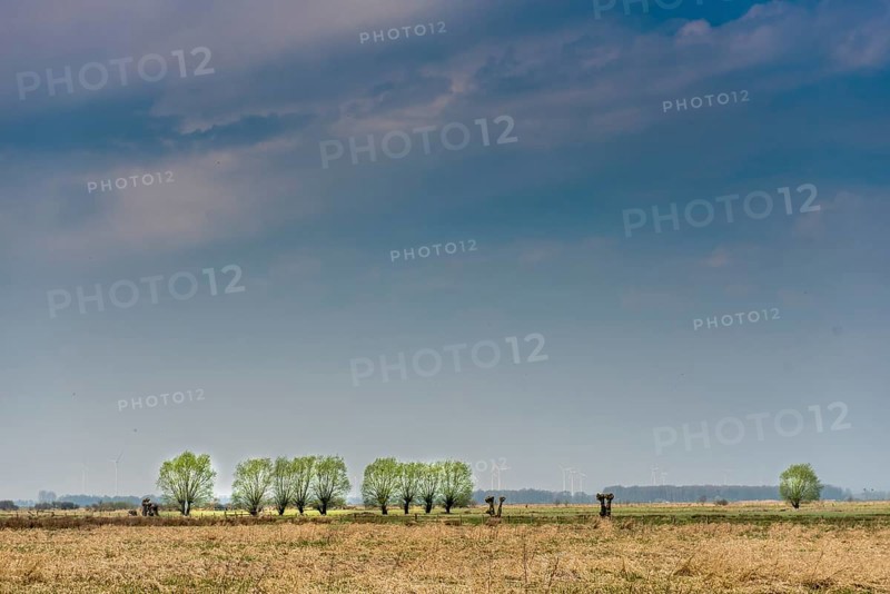 Feut meadows with rows of pollarded willows (Salix spec.) in the Dümmerniederung, Lower Saxony, Germany
