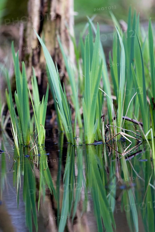 Green leaves of the water iris (Iris pseudocorus) are reflected in the calm water, Dümmerniederung, Lower Saxony, Germany