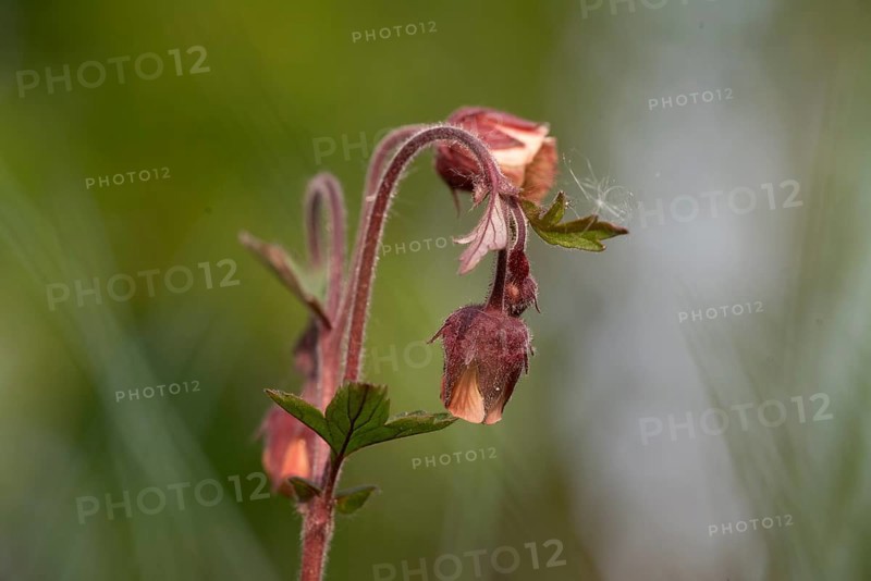 A red-flowering brook carnation (Geum rivale) with buds against a green background, Lower Saxony, Germany