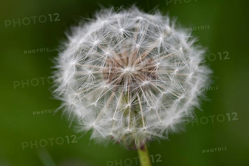 Close-up of a single dandelion (Taraxacum offinicinale) in front of a blurred green background, Lower Saxony, Germany