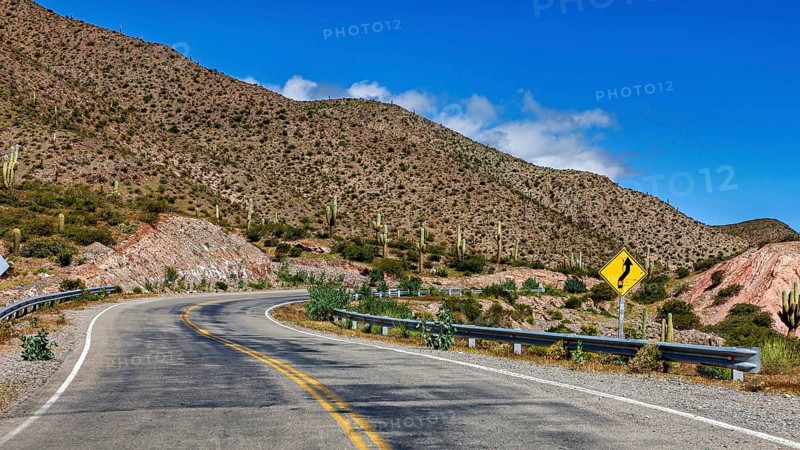 Winding road through mountain landscape with cacti and sky, The landscape of the Quebrada with its large cacti near Salta in Argentina, Cardón cactus (Echinopsis atacamensis)