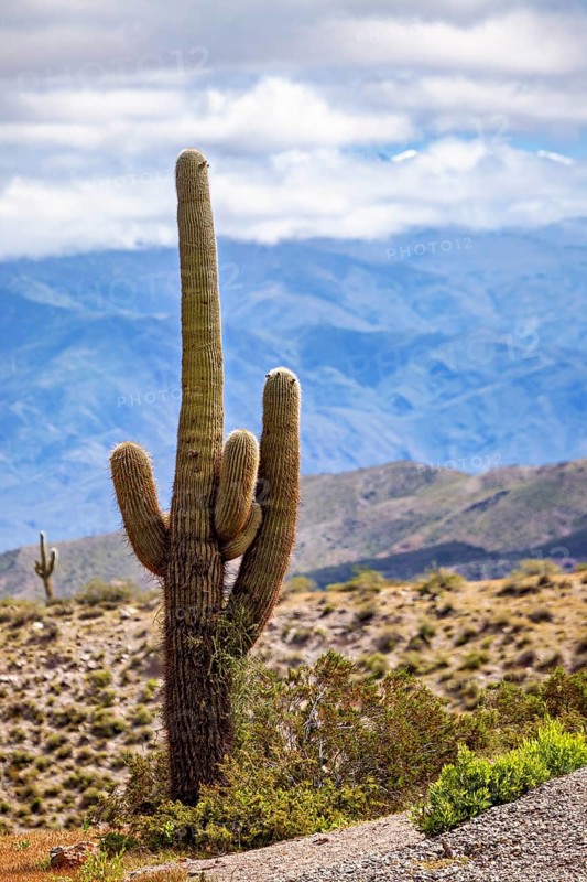 A large cactus in front of a mountain landscape with a cloudy sky, The landscape of the Quebrada with its large cacti near Salta in Argentina, Cardón cactus (Echinopsis atacamensis)