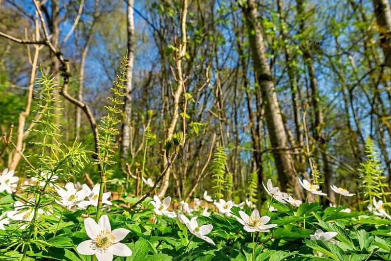 Vibrant spring forest scene featuring a lush carpet of green foliage and blooming white wood anemone (Anemone nemorosa) a sunny spring day, Sweden