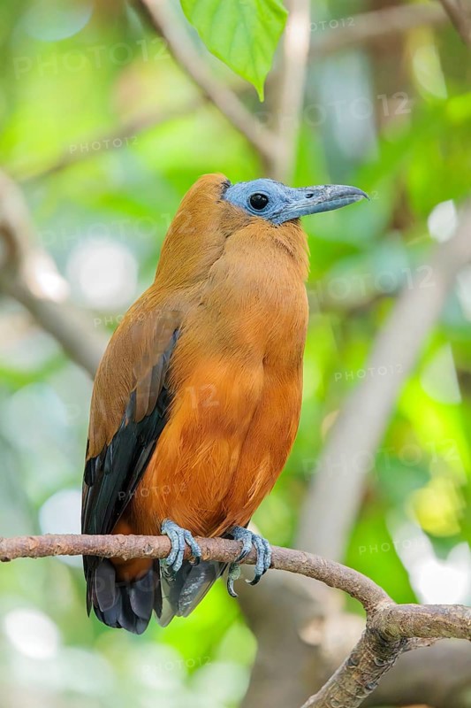 A capuchin bird (Perissocephalus tricolor) sits on a branch in a green tropical forest. It is found in northeastern South America, north of the Amazon and east of the Rio Negro in Colombia, Venezuela, Brazil, and the Guianas