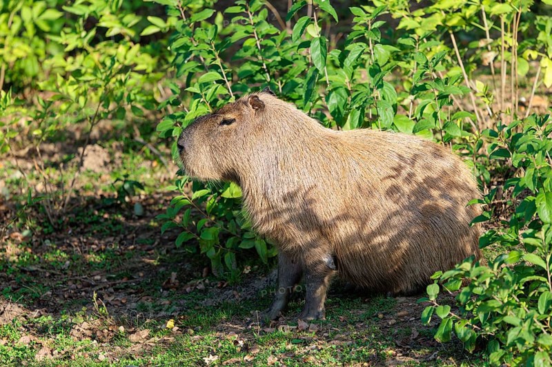 A male greater capybara (Hydrochoerus hydrochaeris) rests in the dense riparian vegetation on the river bank. With the exception of Chile, it is native to all countries in South America