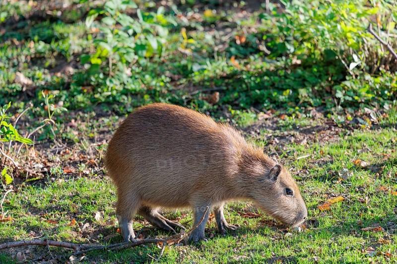 A female greater capybara (Hydrochoerus hydrochaeris) grazes on a green meadow next to a river. With the exception of Chile, it is native to all countries in South America