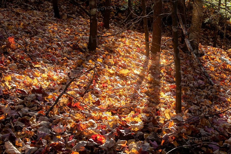 Leaves fallen on the ground in autumn, La Mauricie national park, Region of la Mauricie, Province of Quebec, Canada