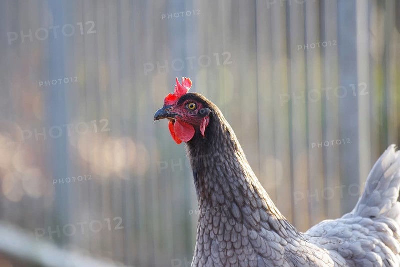 Domestic fowl (Gallus gallus domesticus), hen, portrait, feathers, hen's comb